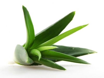 Aloe vera, un gran aliado en verano